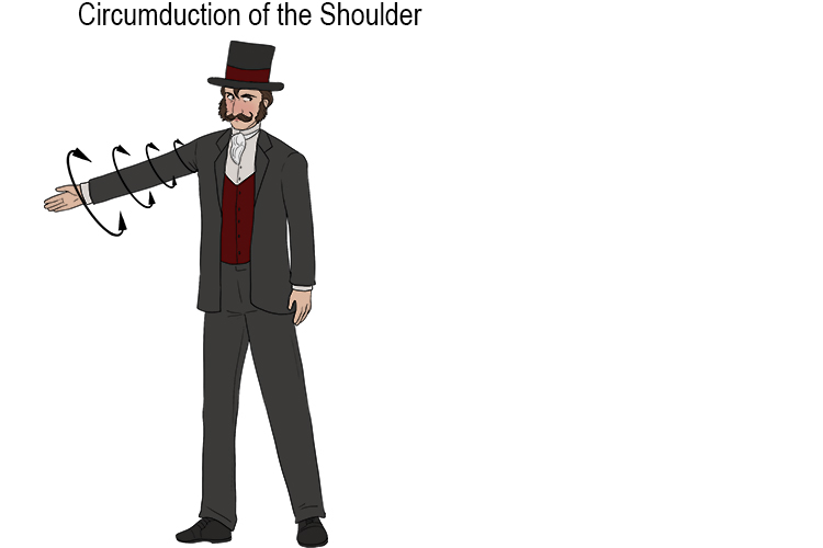 Circumduction of the Shoulders